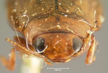 Media type: image;   Entomology 5999 Aspect: head frontal view